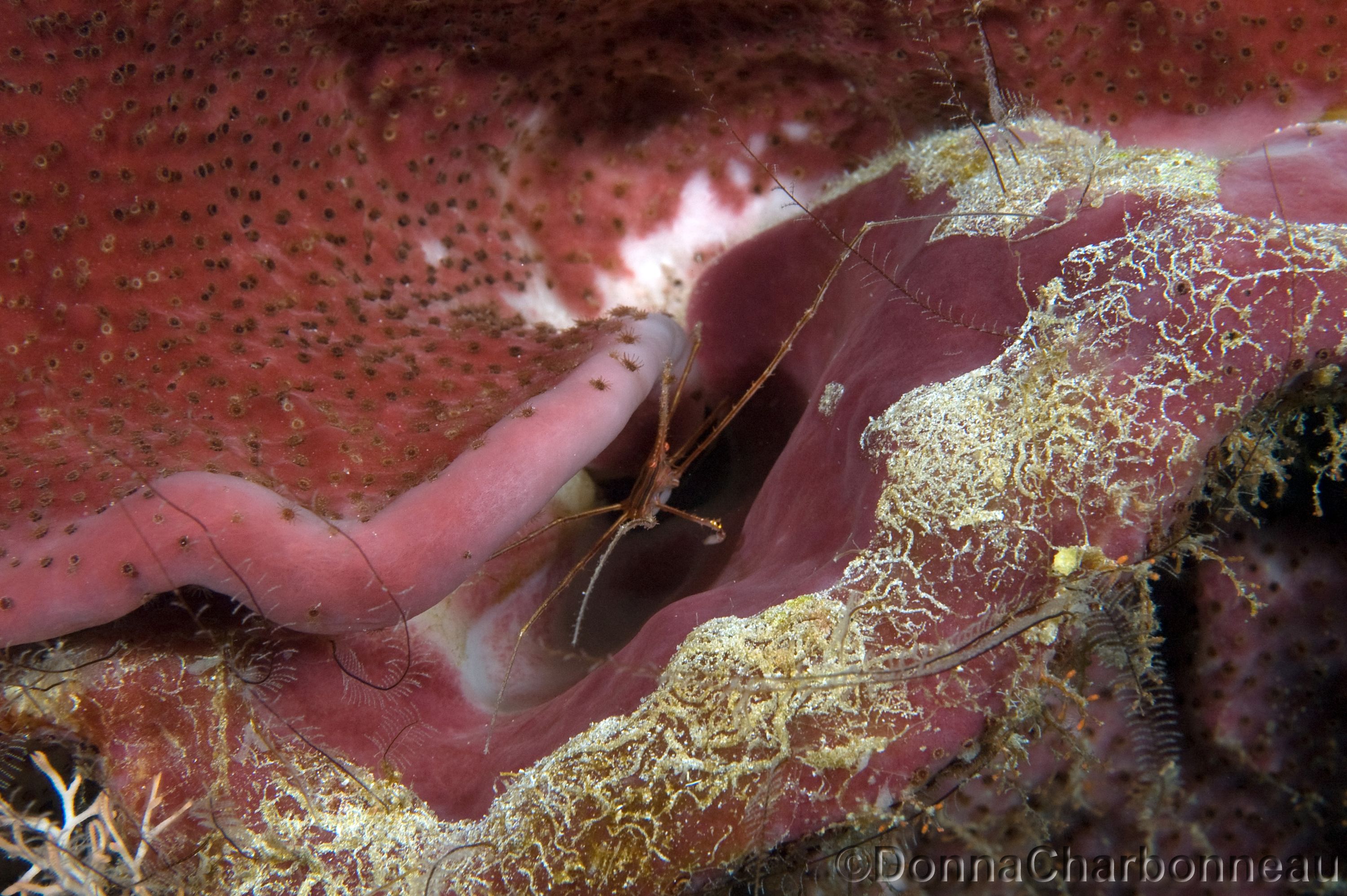 Arrow crab hiding in pink lacy sponge