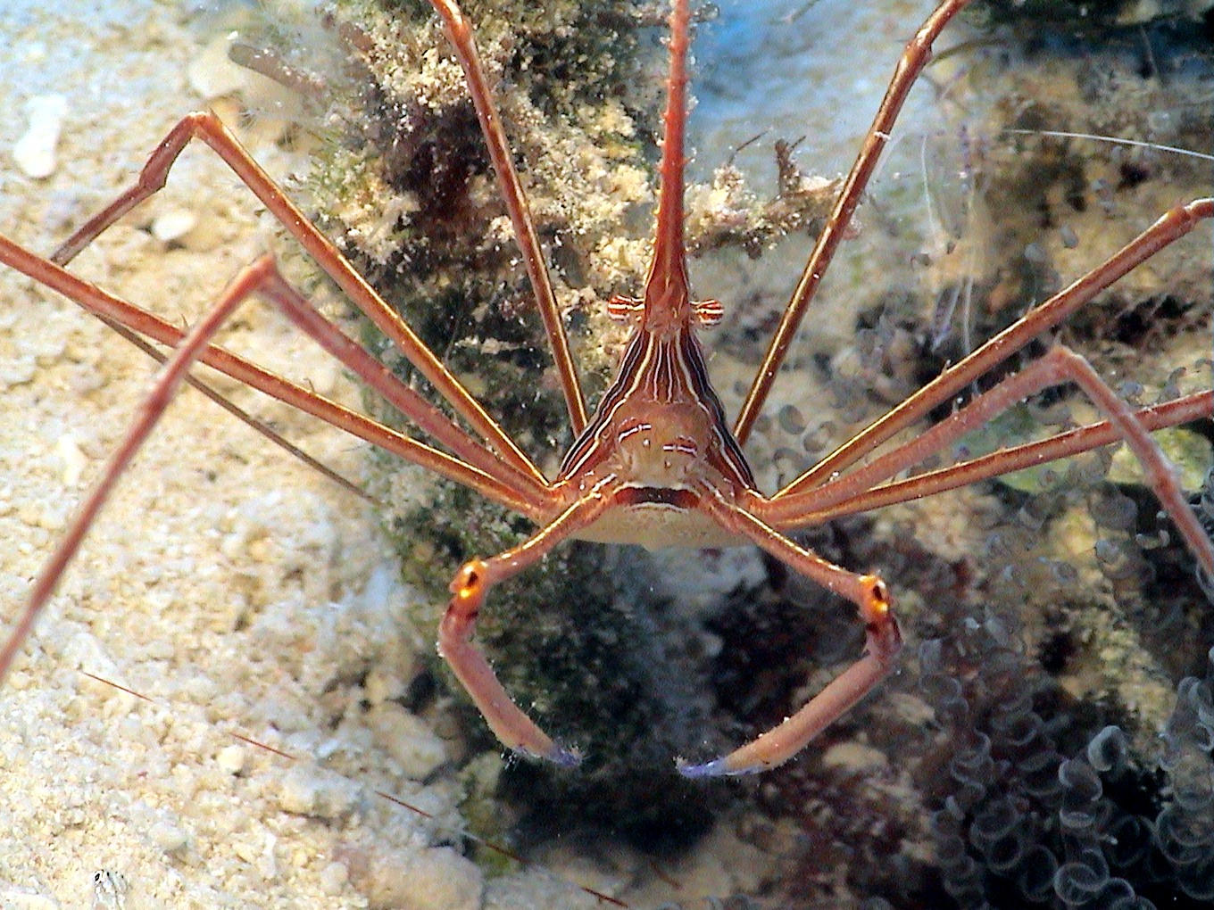 Arrow Crab in Belize