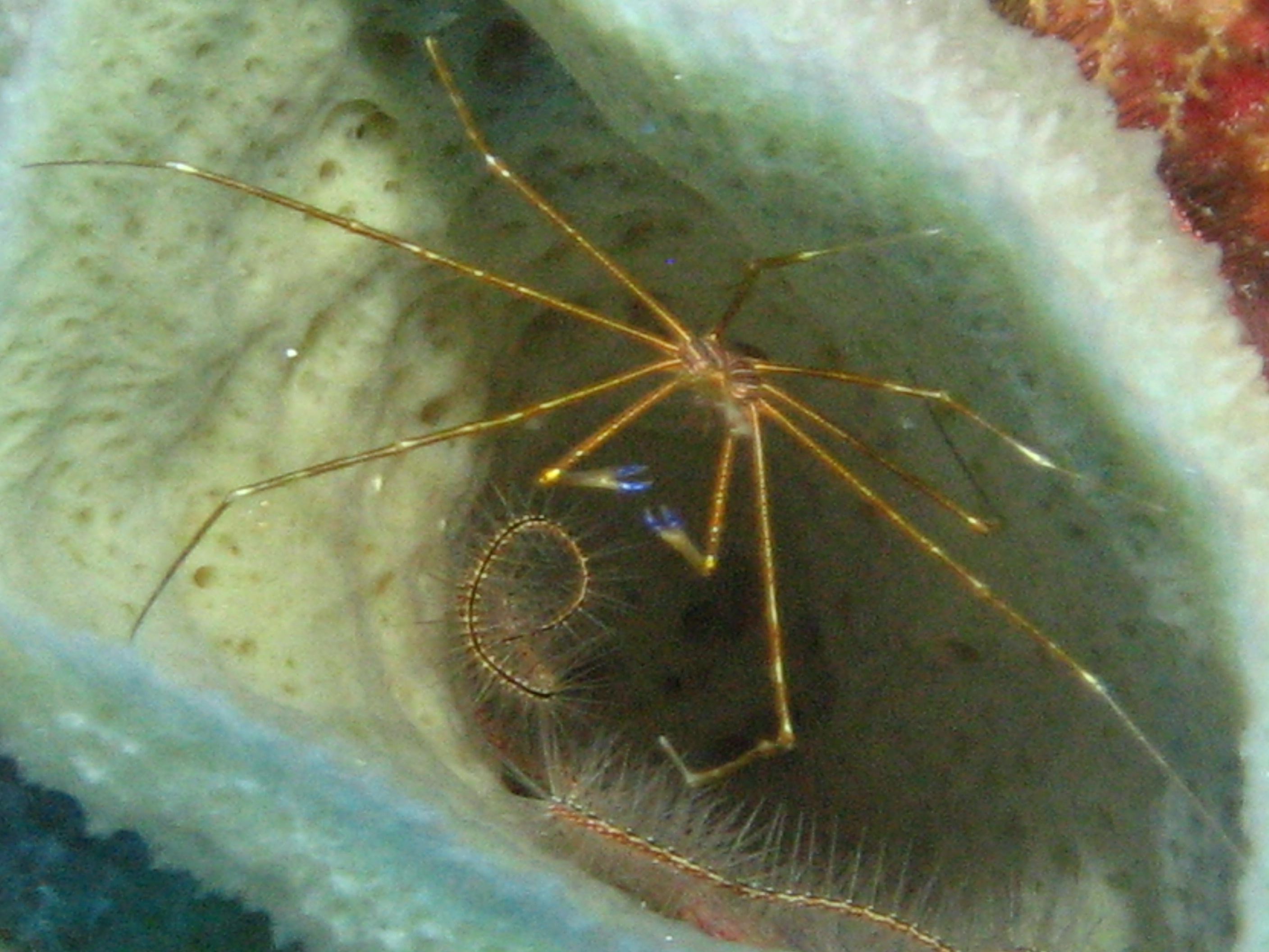 Arrow crab in sponge