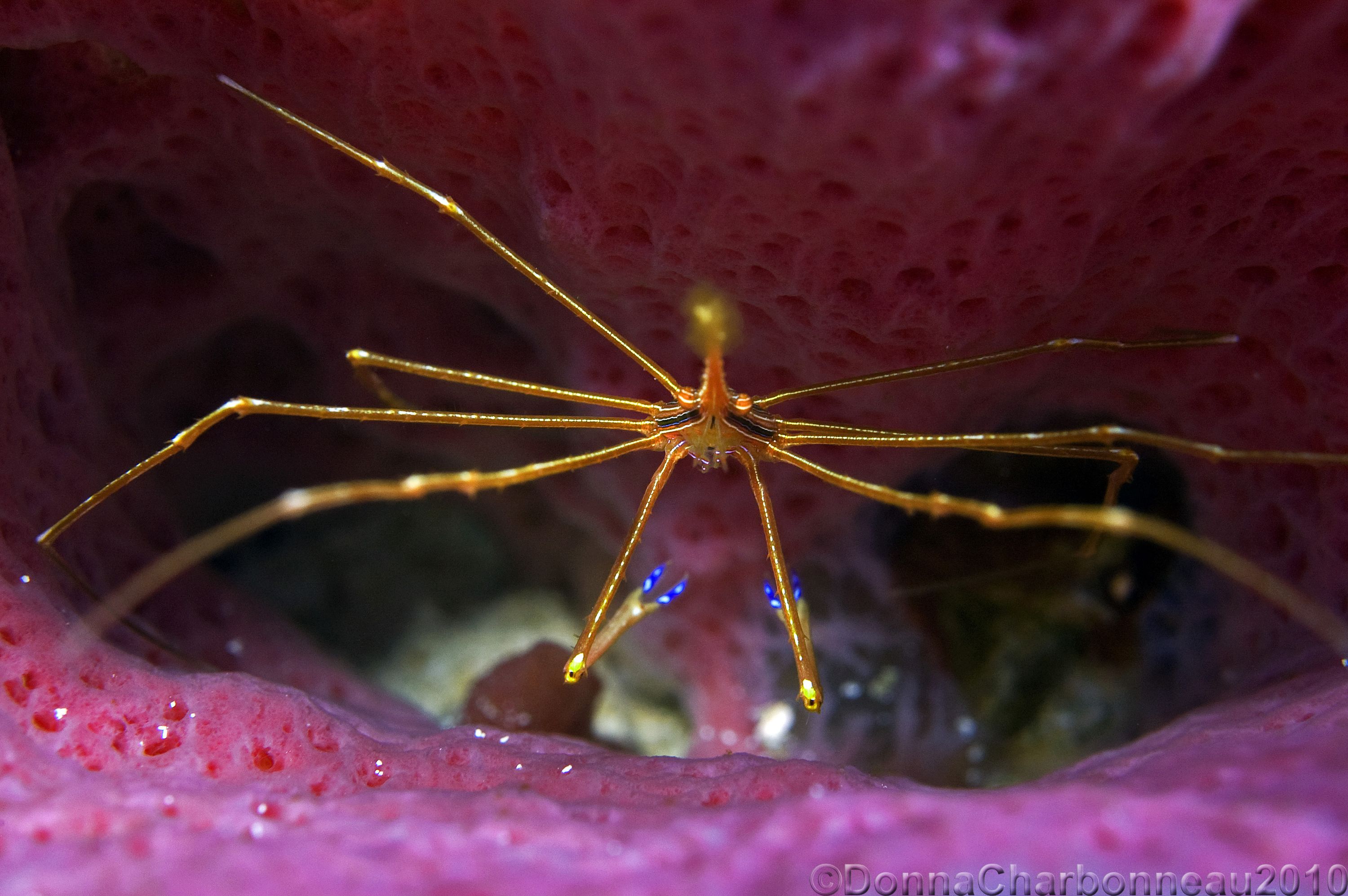 Arrow Crab in Sponge