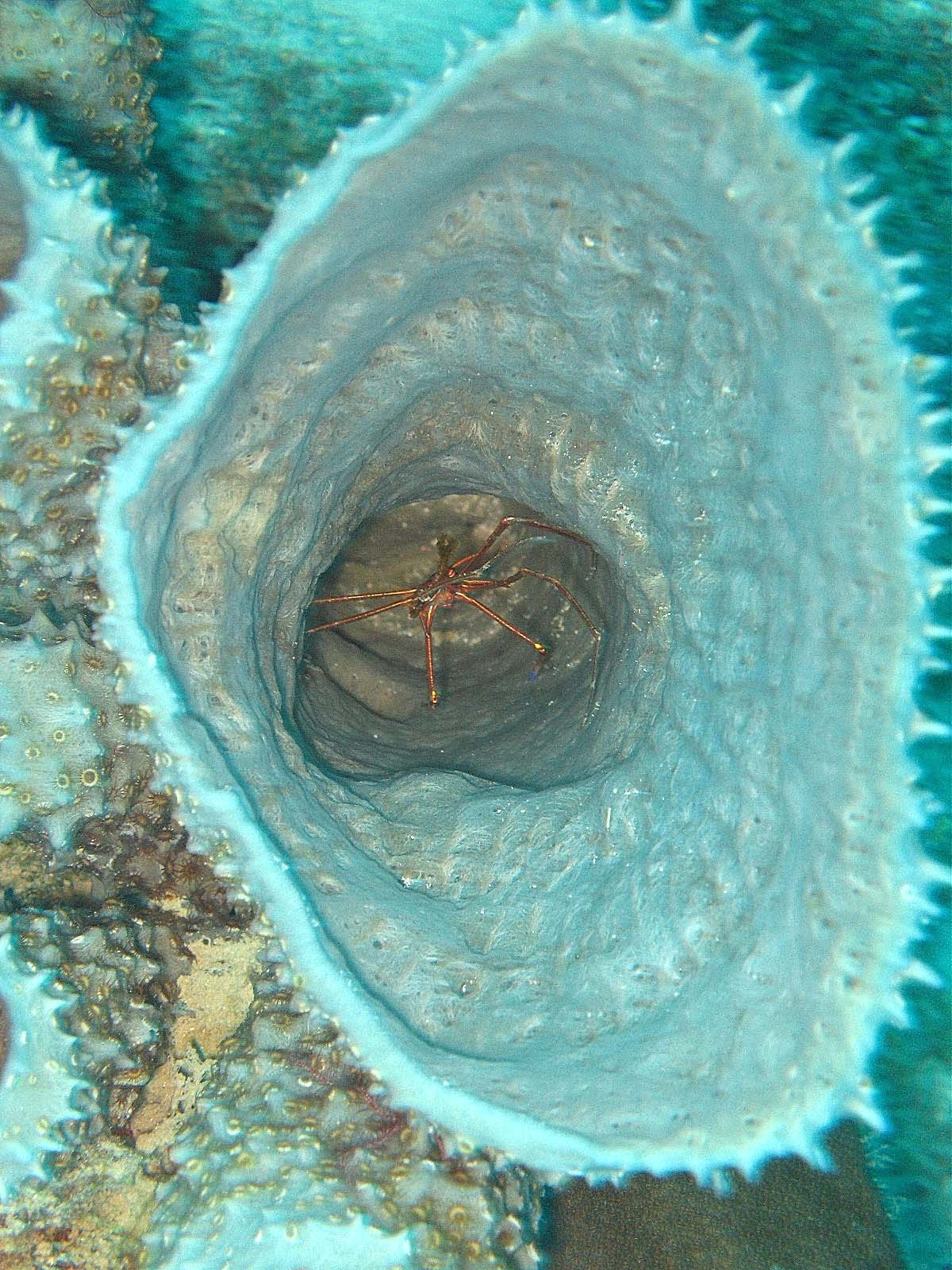 Arrow Crab in Tube Coral