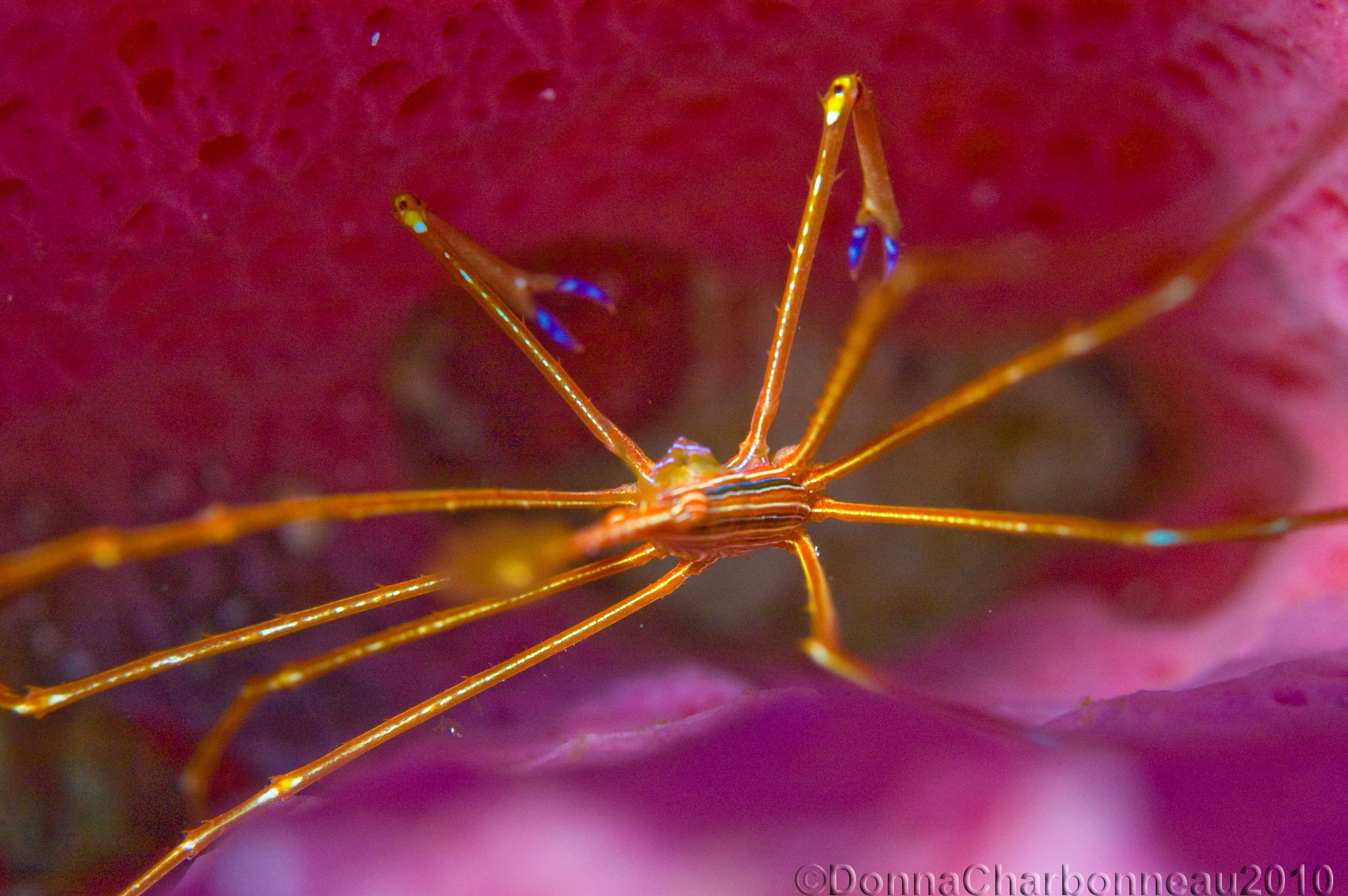 Arrow Crab inside sponge