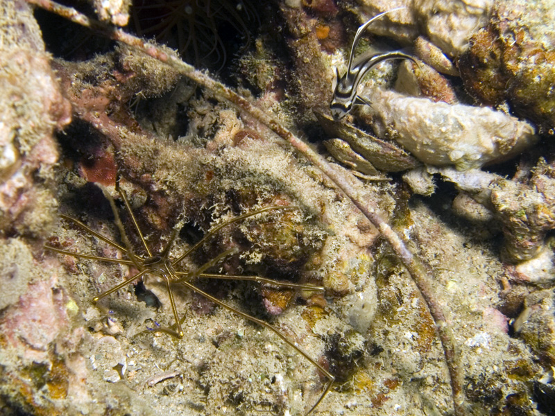 Arrow Crab / Juvenile Hi-Hat