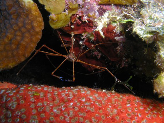 Arrow Crab: Little Cayman