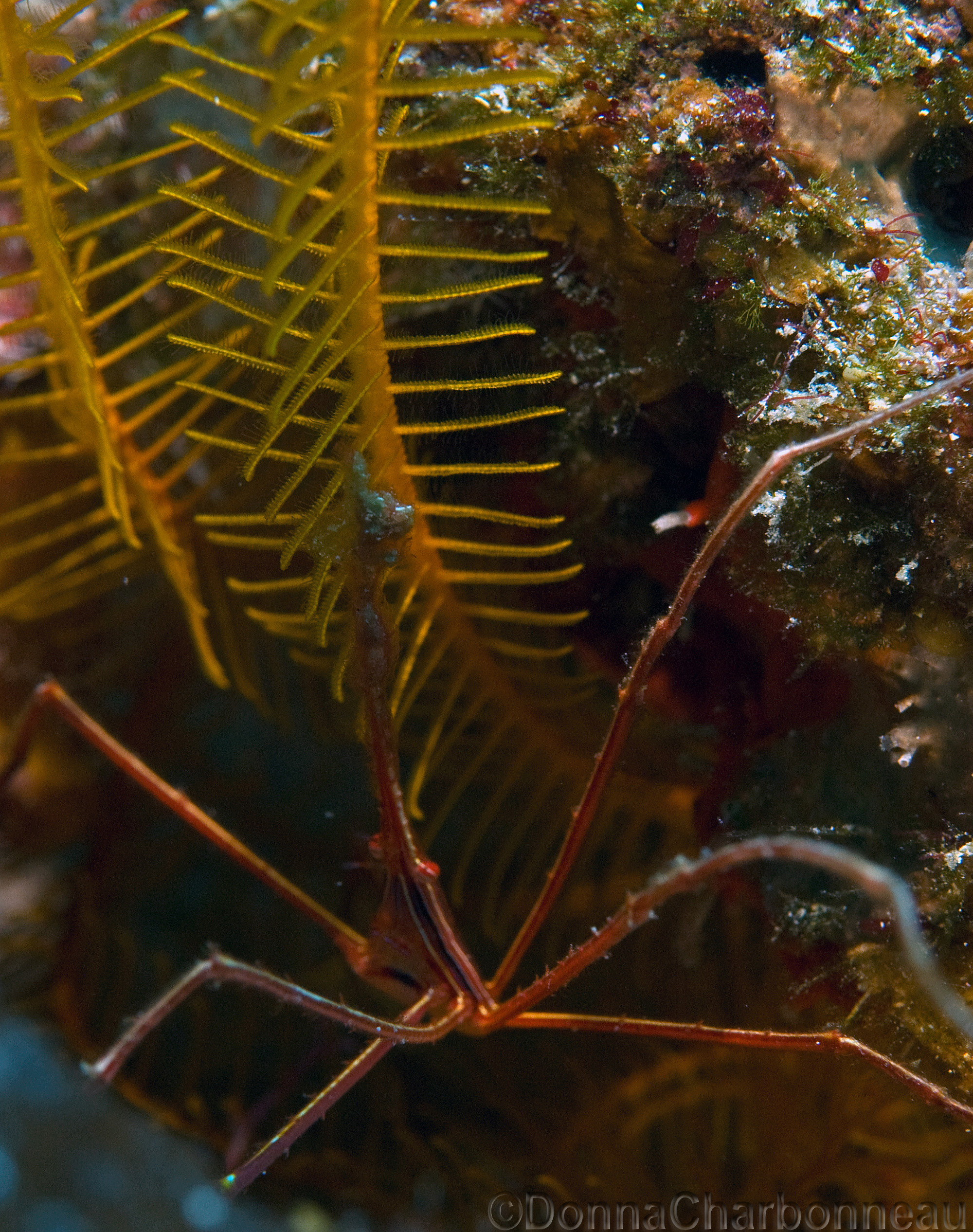 Arrow Crab with Crinoid