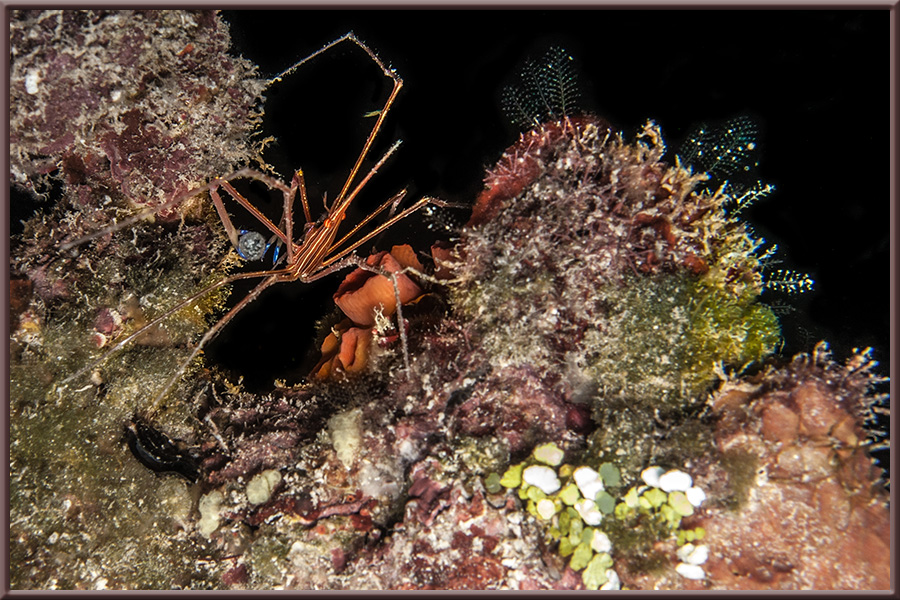 Arrow Crab with Sac