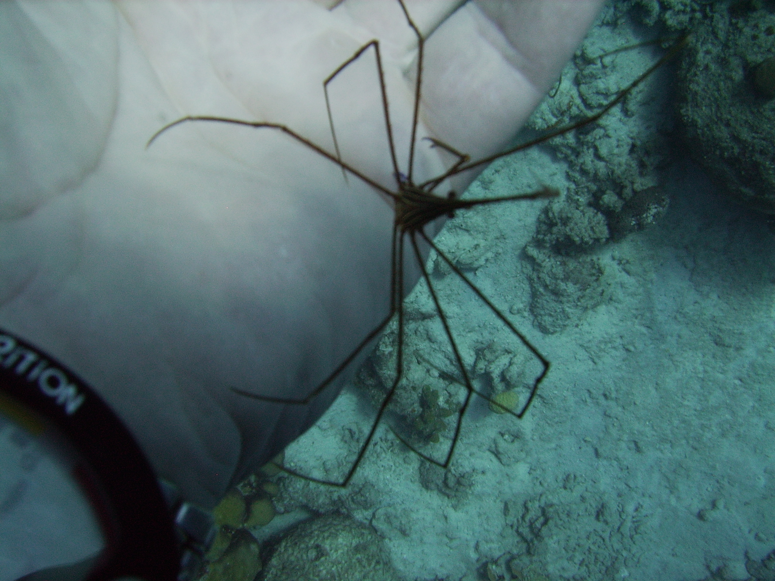 Arrow crab