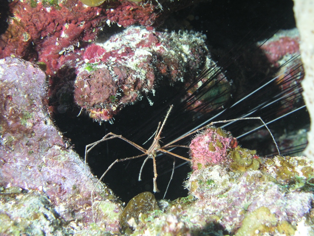 Arrow Crab