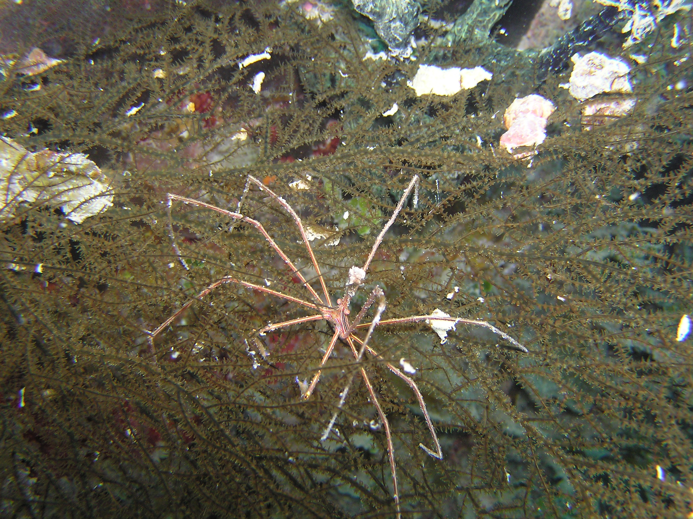 Arrow Crab