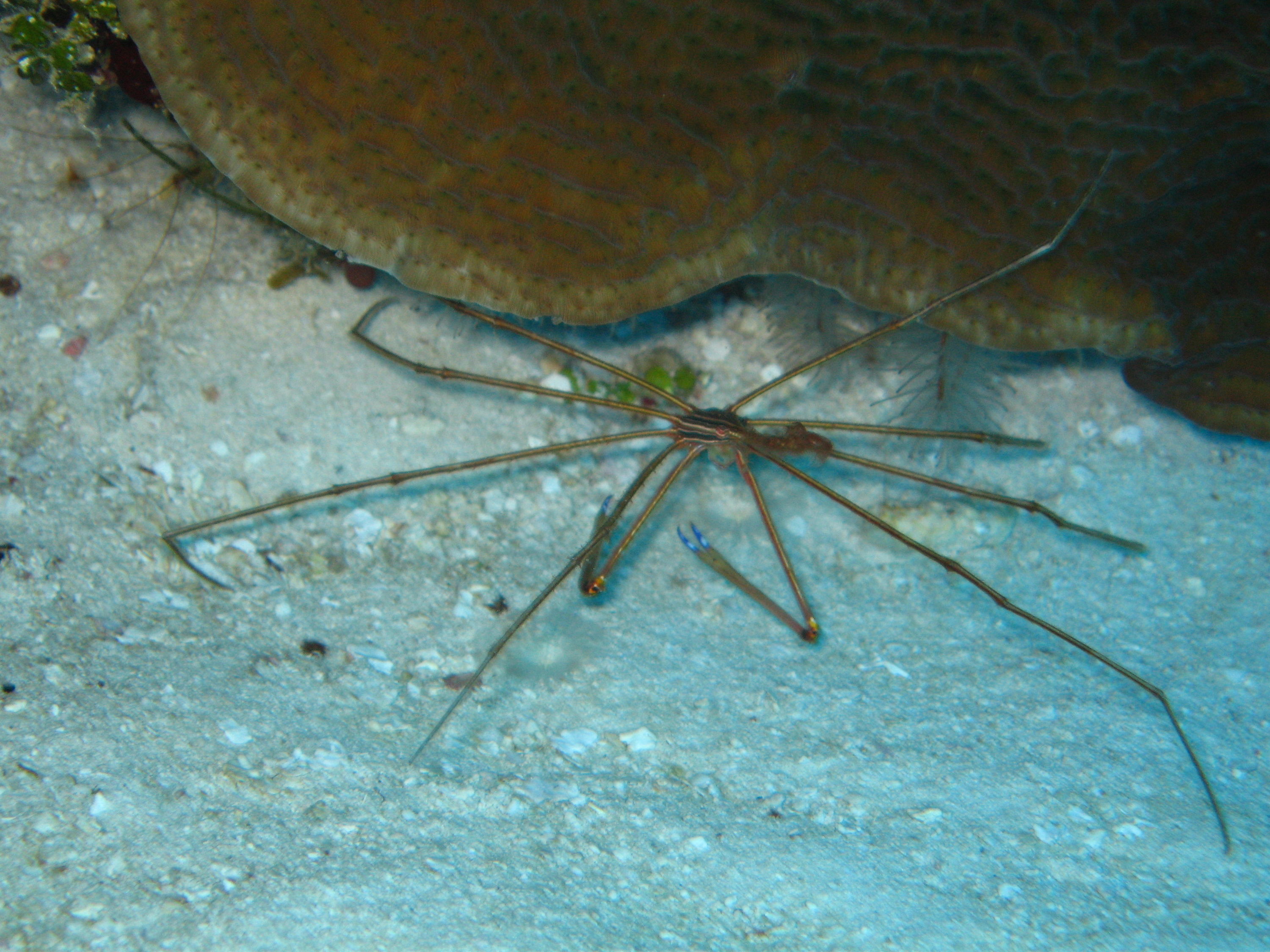 arrow crab