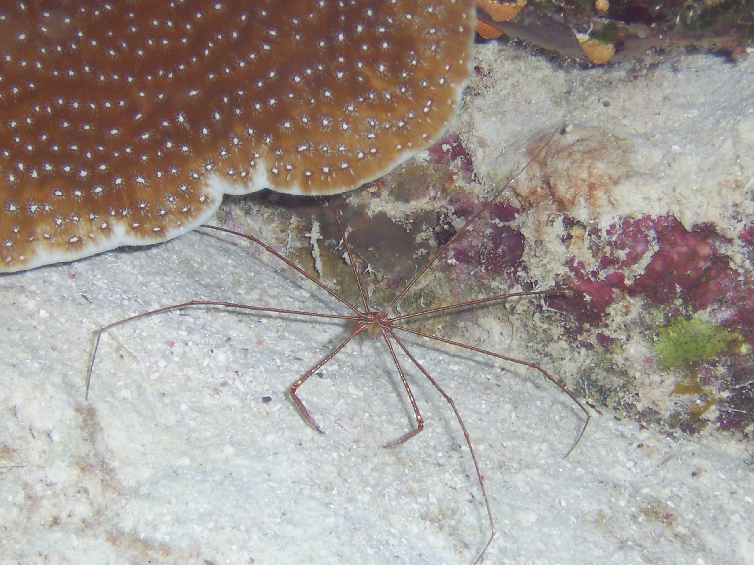 Arrow crab