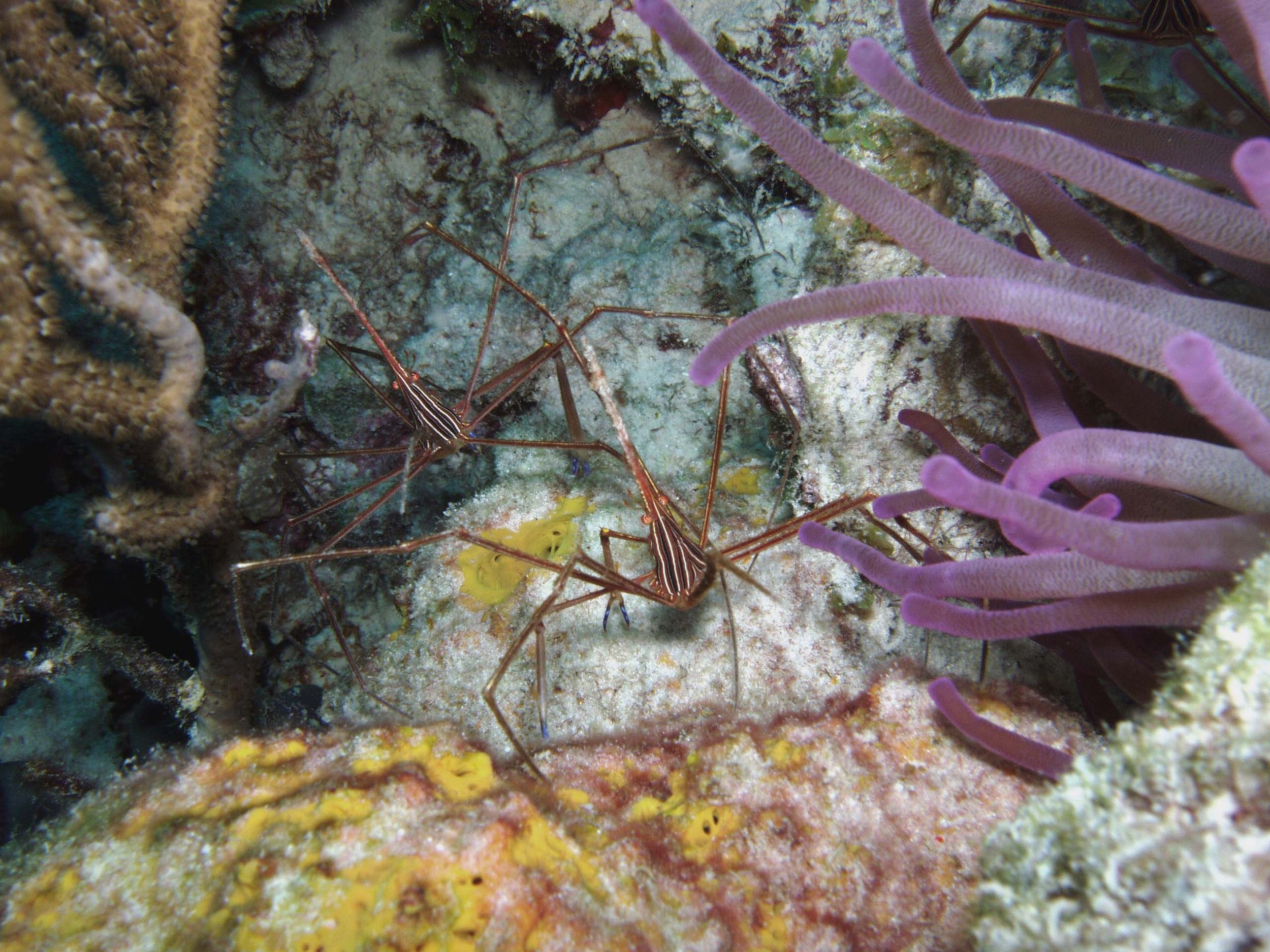 Arrow Crabs Bonaire