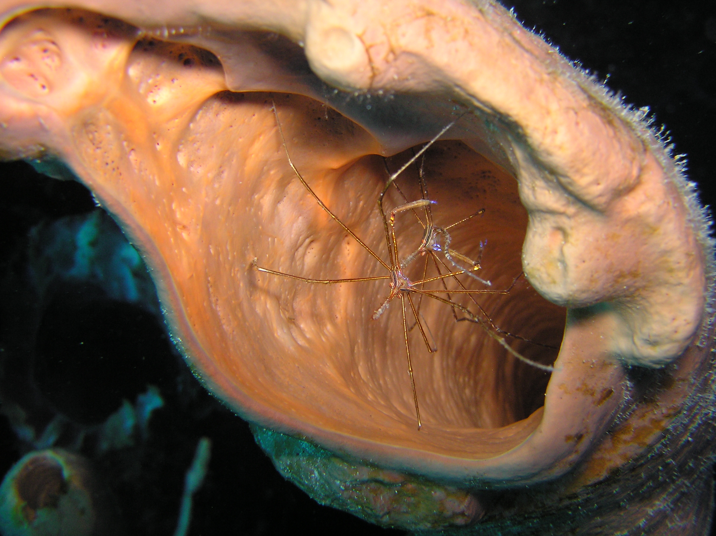 Arrow Crabs in a tube