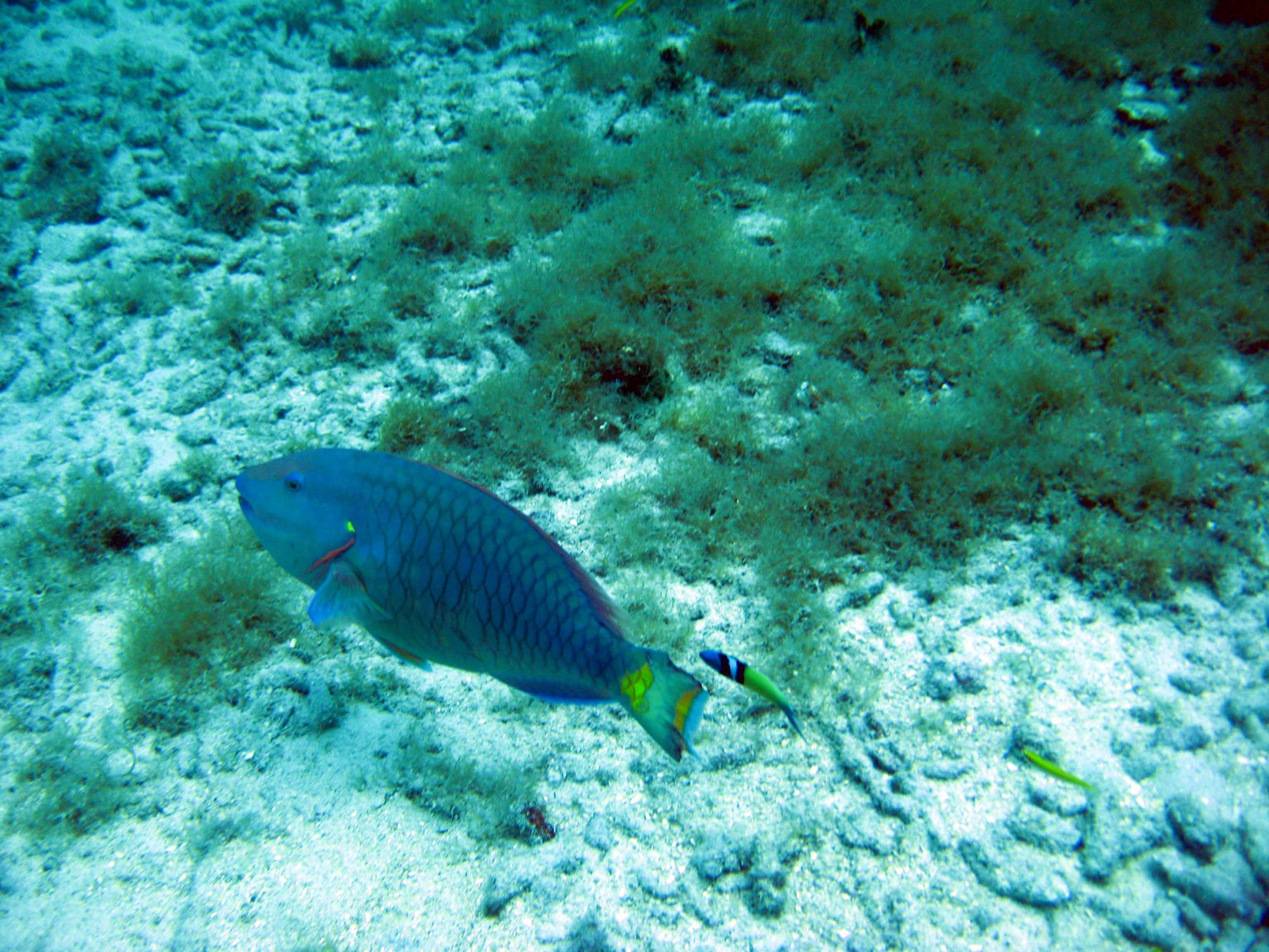 Aruba April 2008