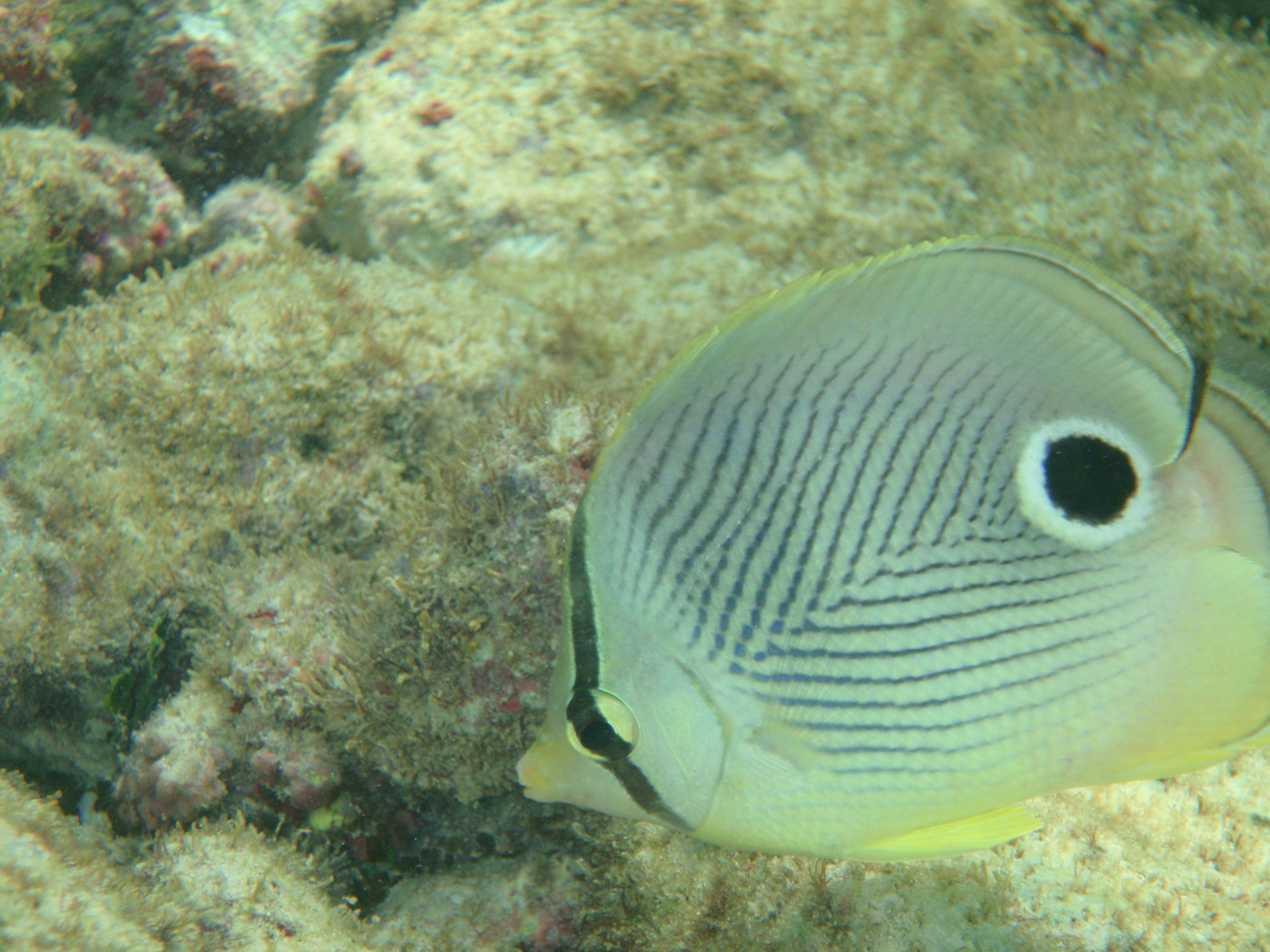 Aruba_4_eyed_butterfly_fish_flipped