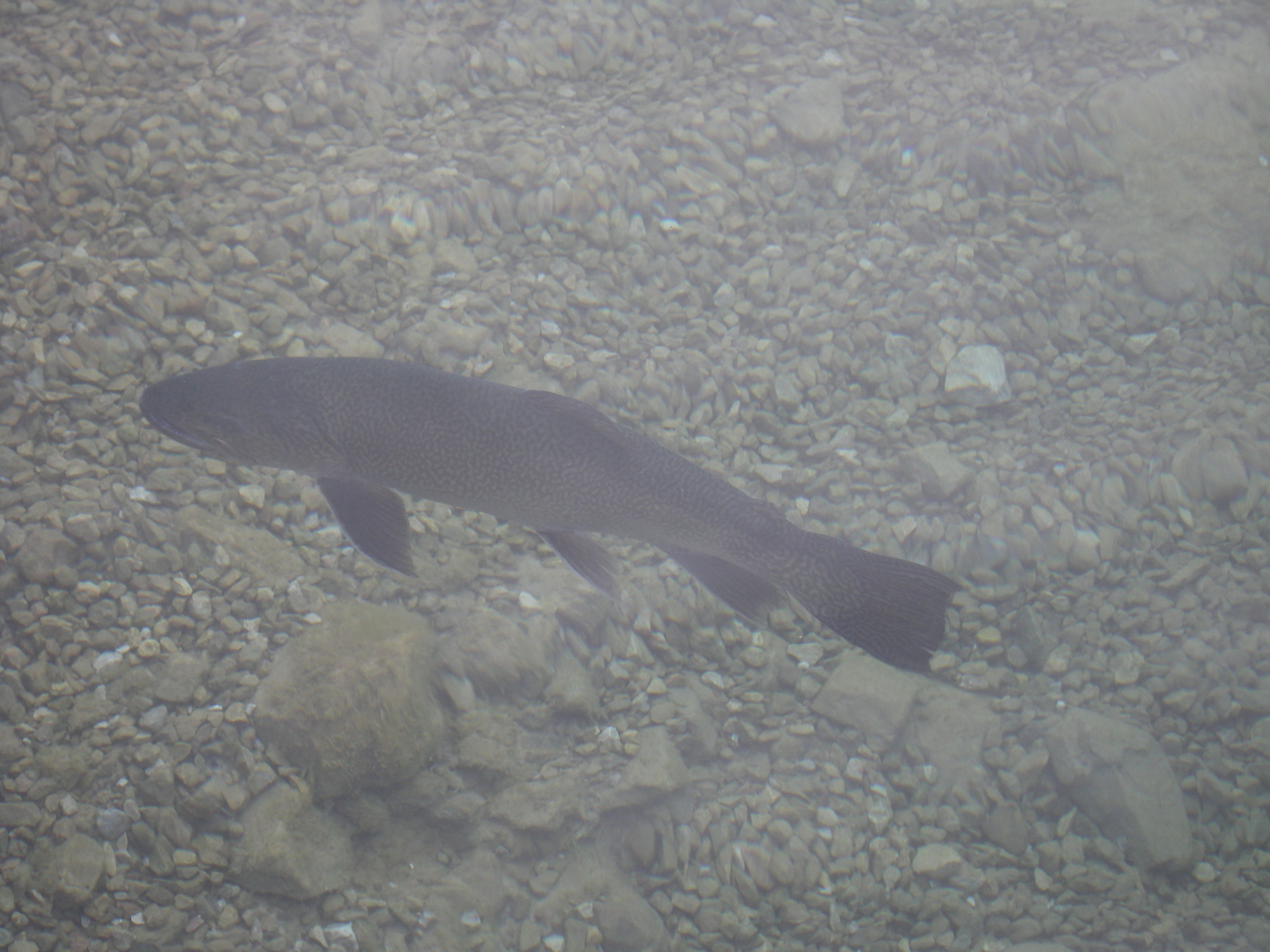 assorted pics from capernwray quarry