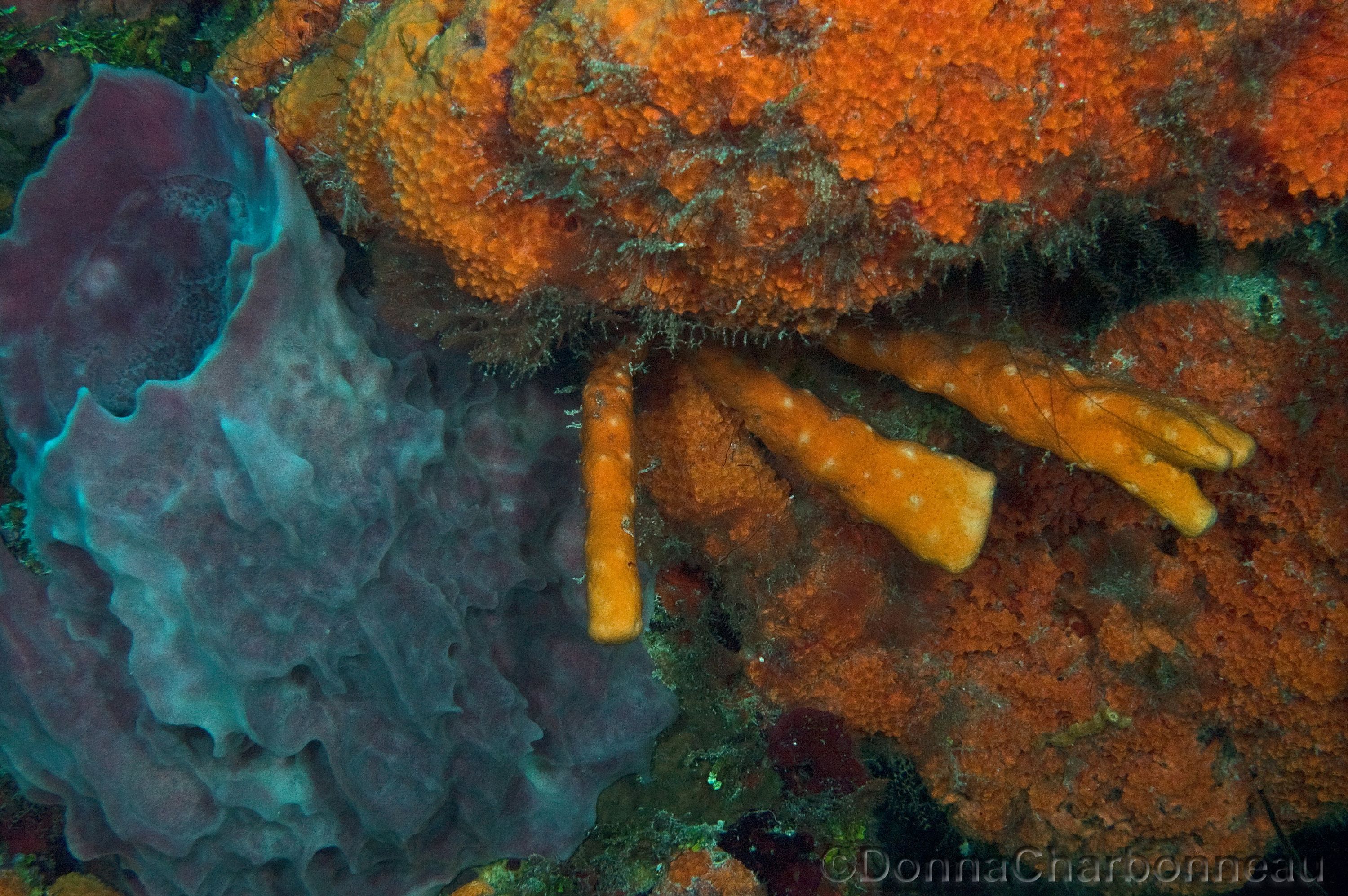 Assortment of Sponges