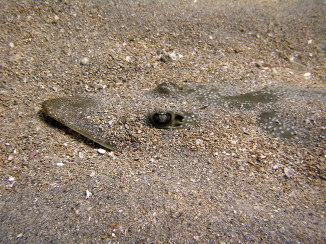 Atlantic Guitarfish