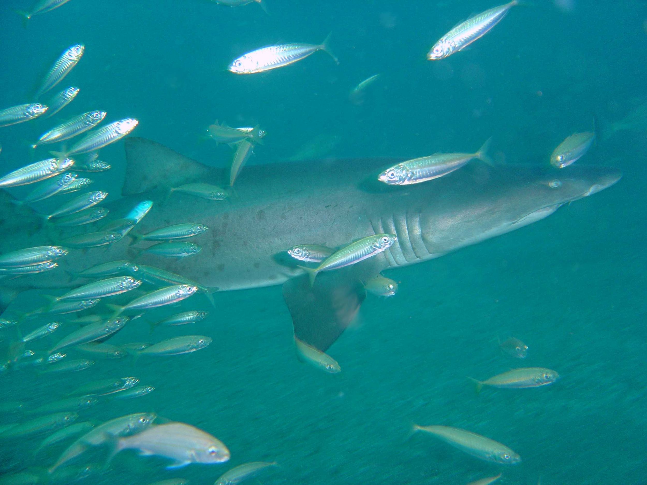 Atlantic Sandtiger