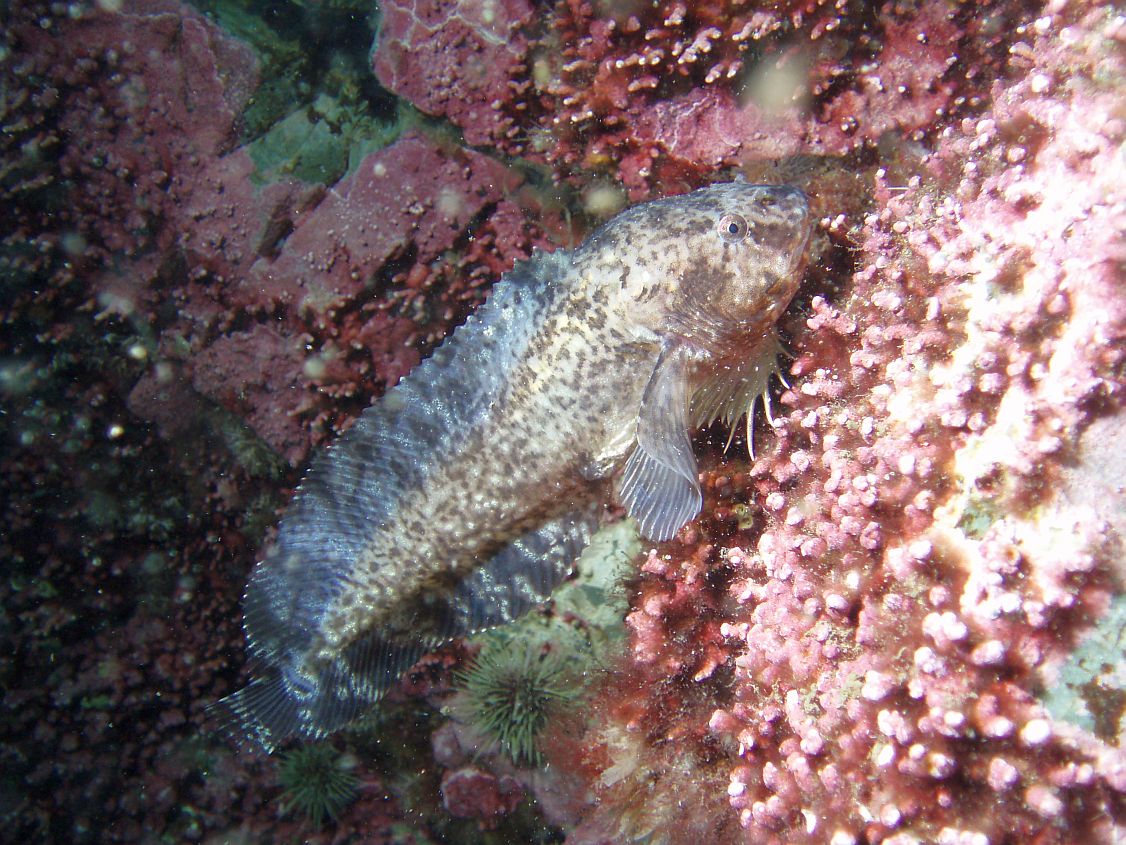 Atlantic snailfish (lumpfish family)