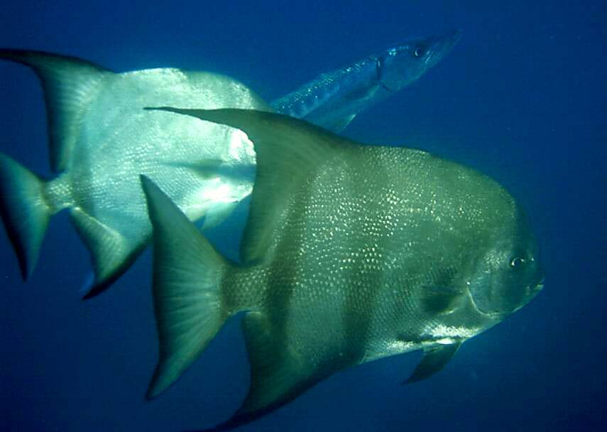 Atlantic Spadefish & Cuda