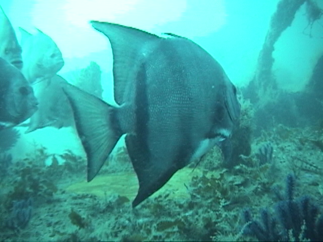 Atlantic Spadefish - NC - Wreck of the U352
