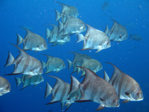 Atlantic Spadefish