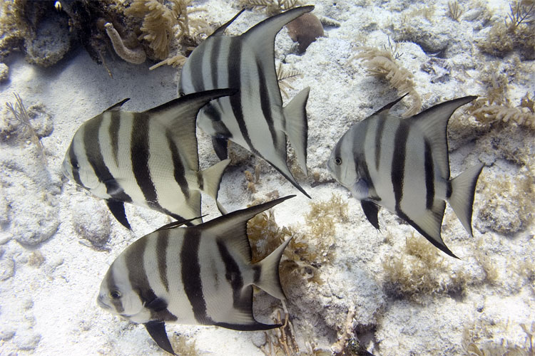 Atlantic Spadefish