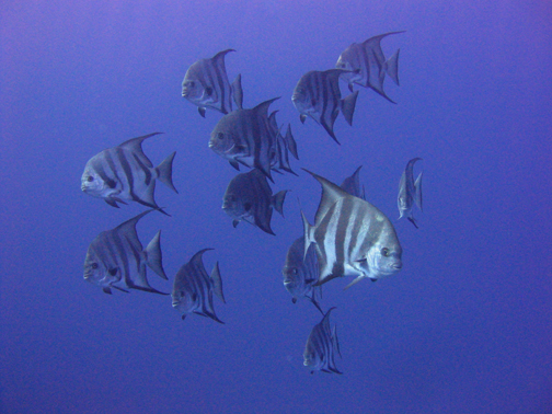 Atlantic Spadefish