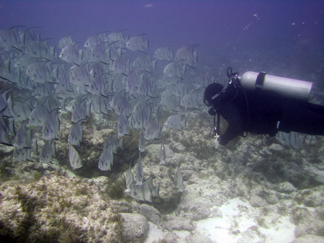 Atlantic Spadefish