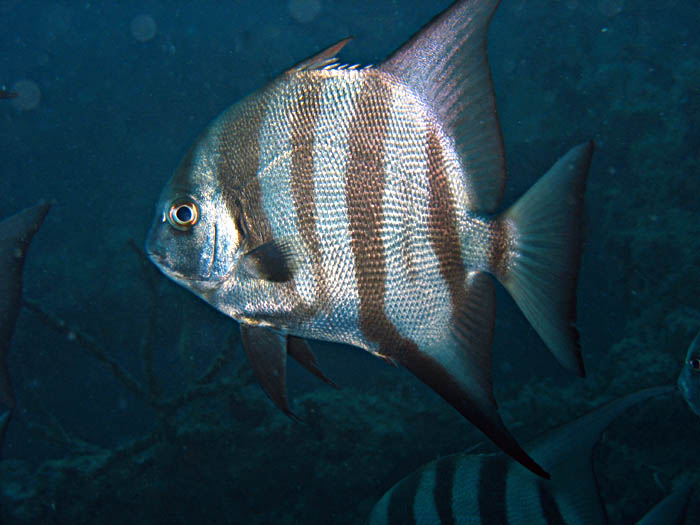 Atlantic spadefish