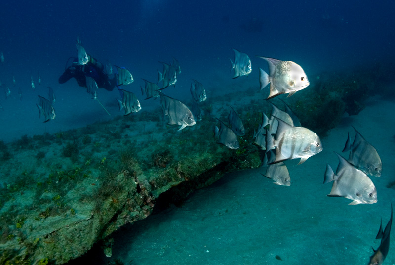 Atlantic Spadefish