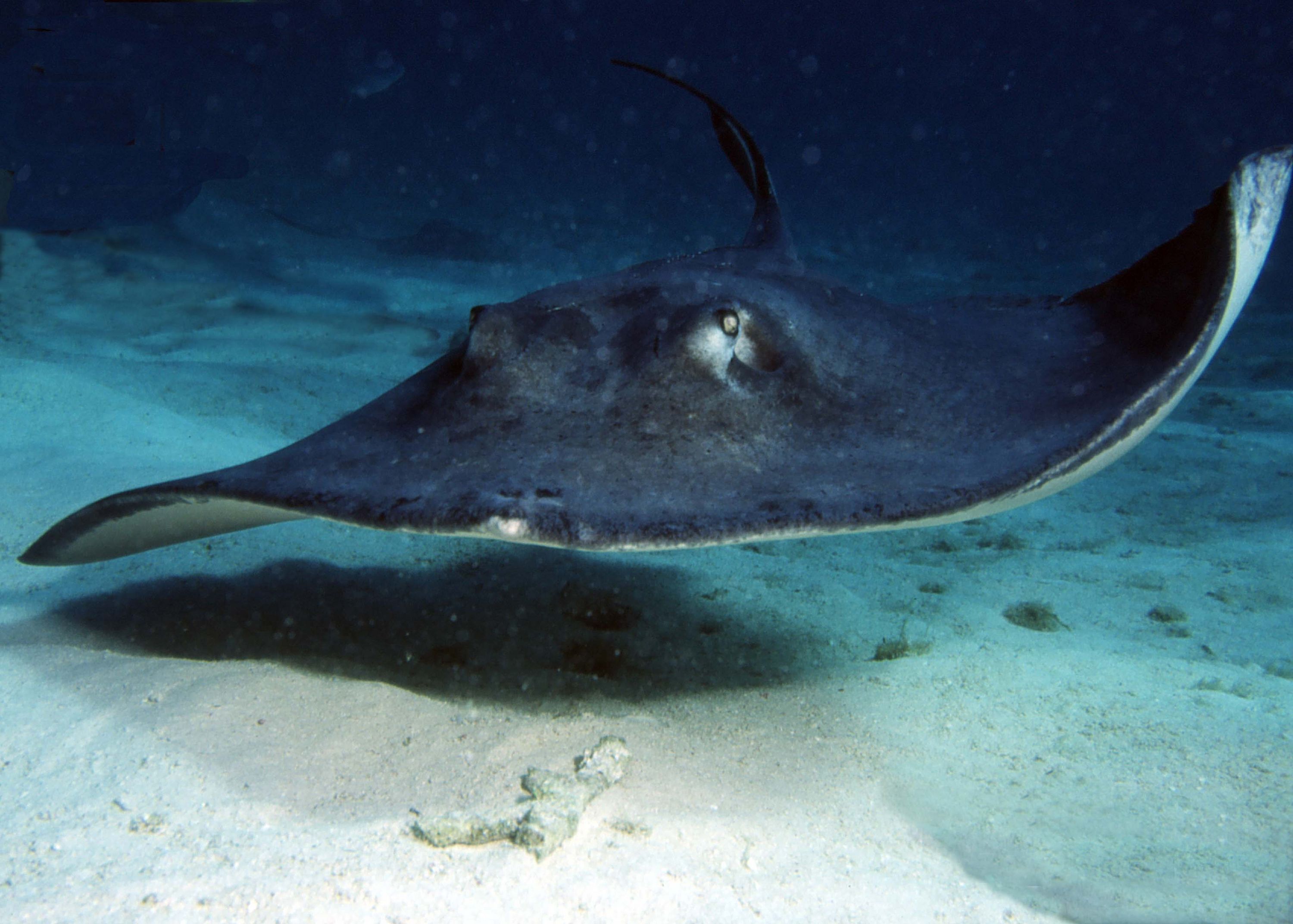 Atlantic Stingray