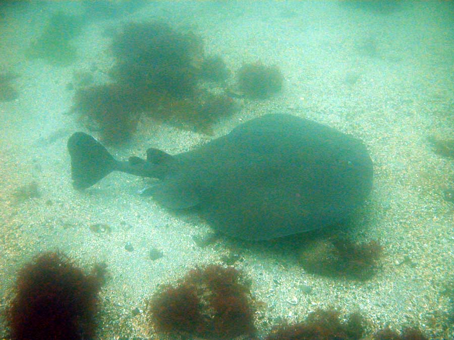 Atlantic Torpedo Ray