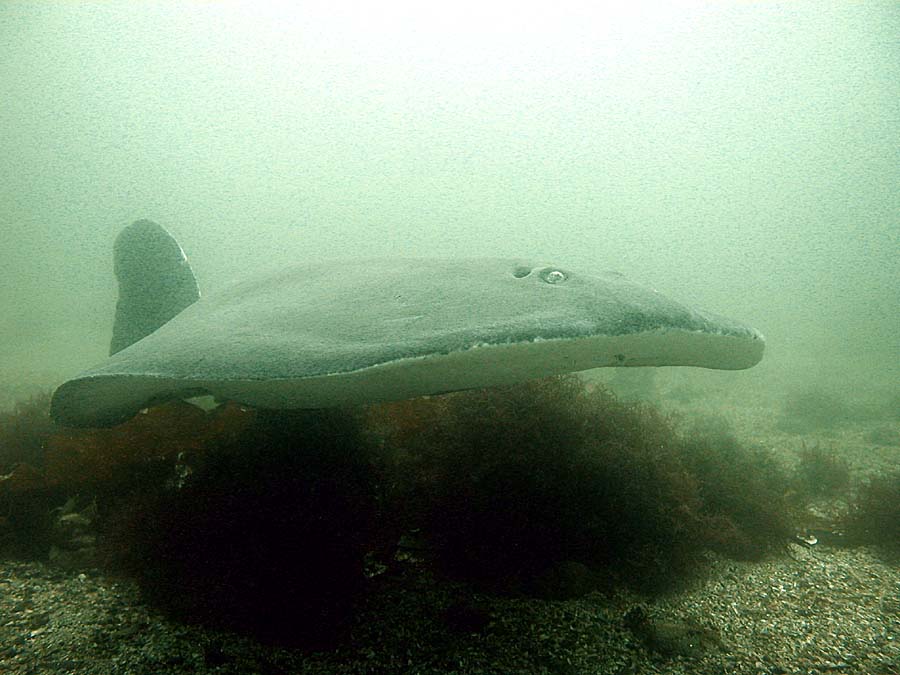 Atlantic Torpedo Ray