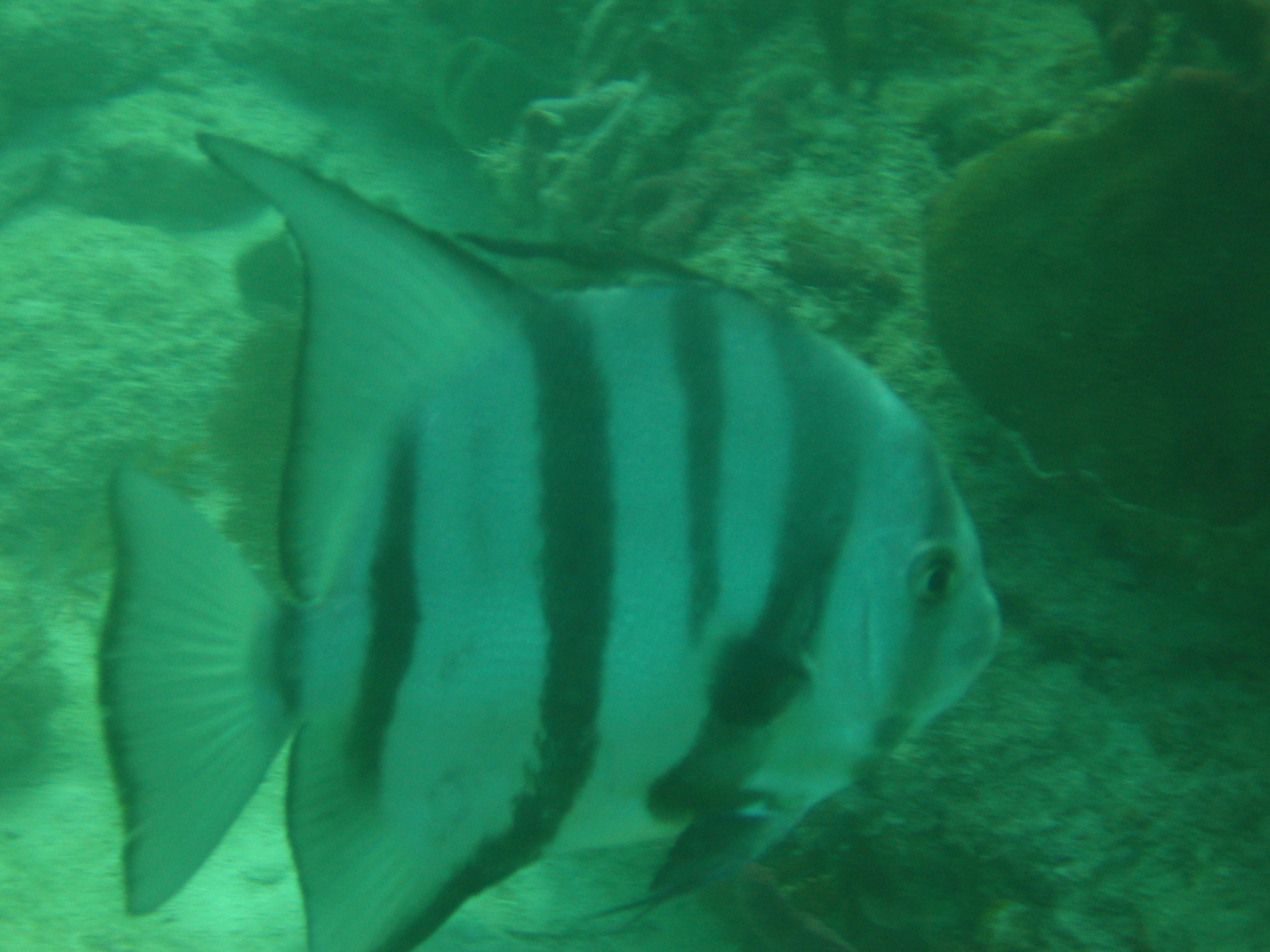 Atlantic_Spadefish1