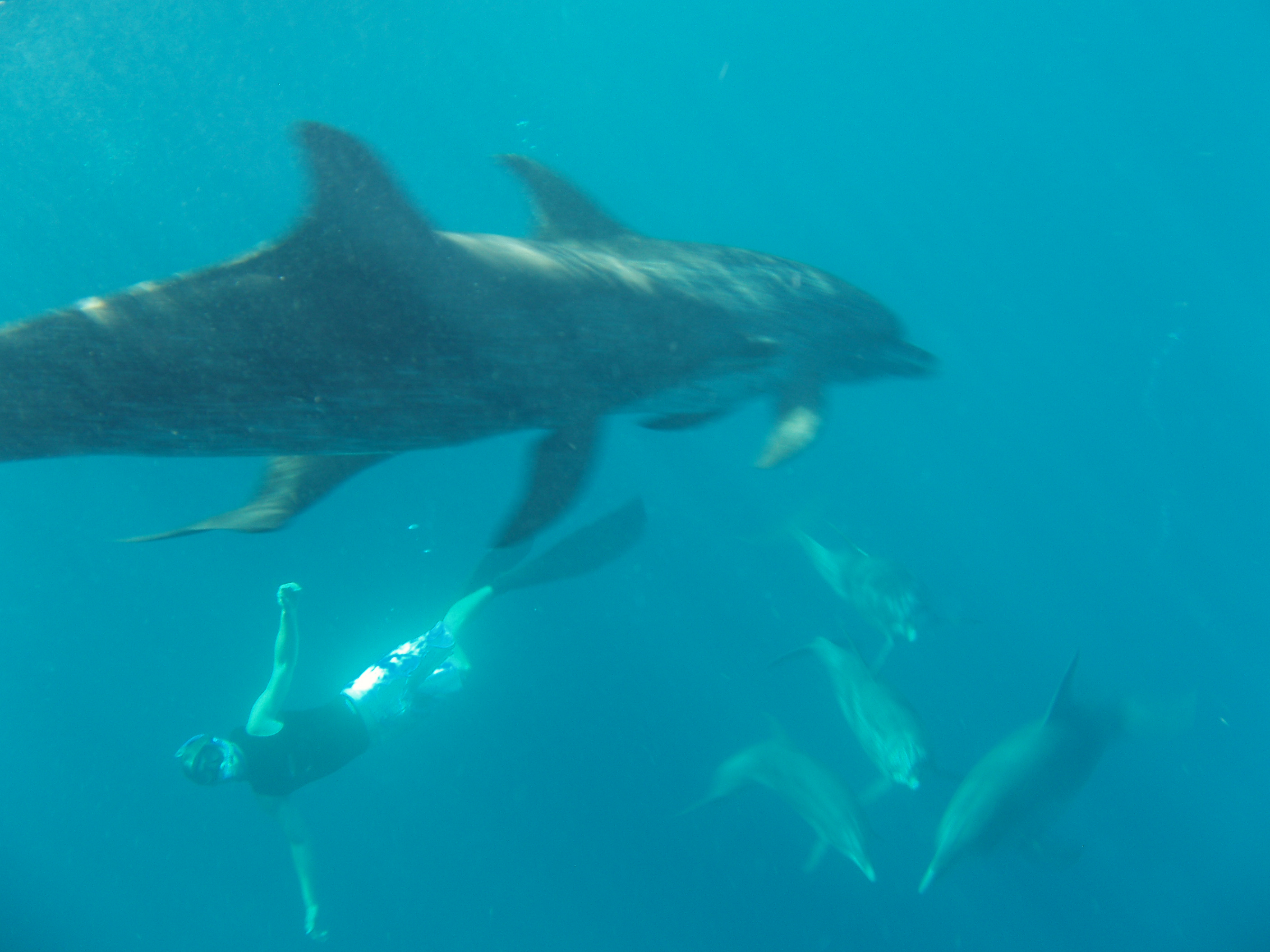 Attack of the dreaded dolphin shark.