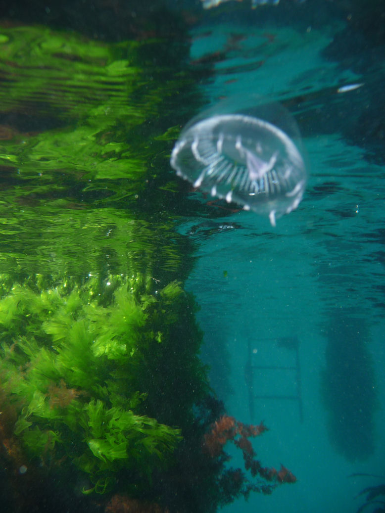 Aurelia aurita (Moon Jellyfish)