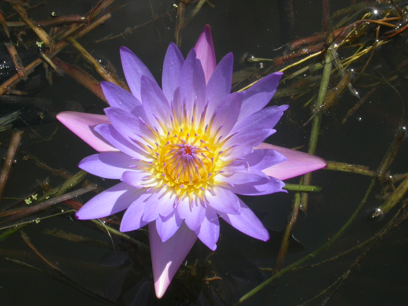 Australia - Water Lily