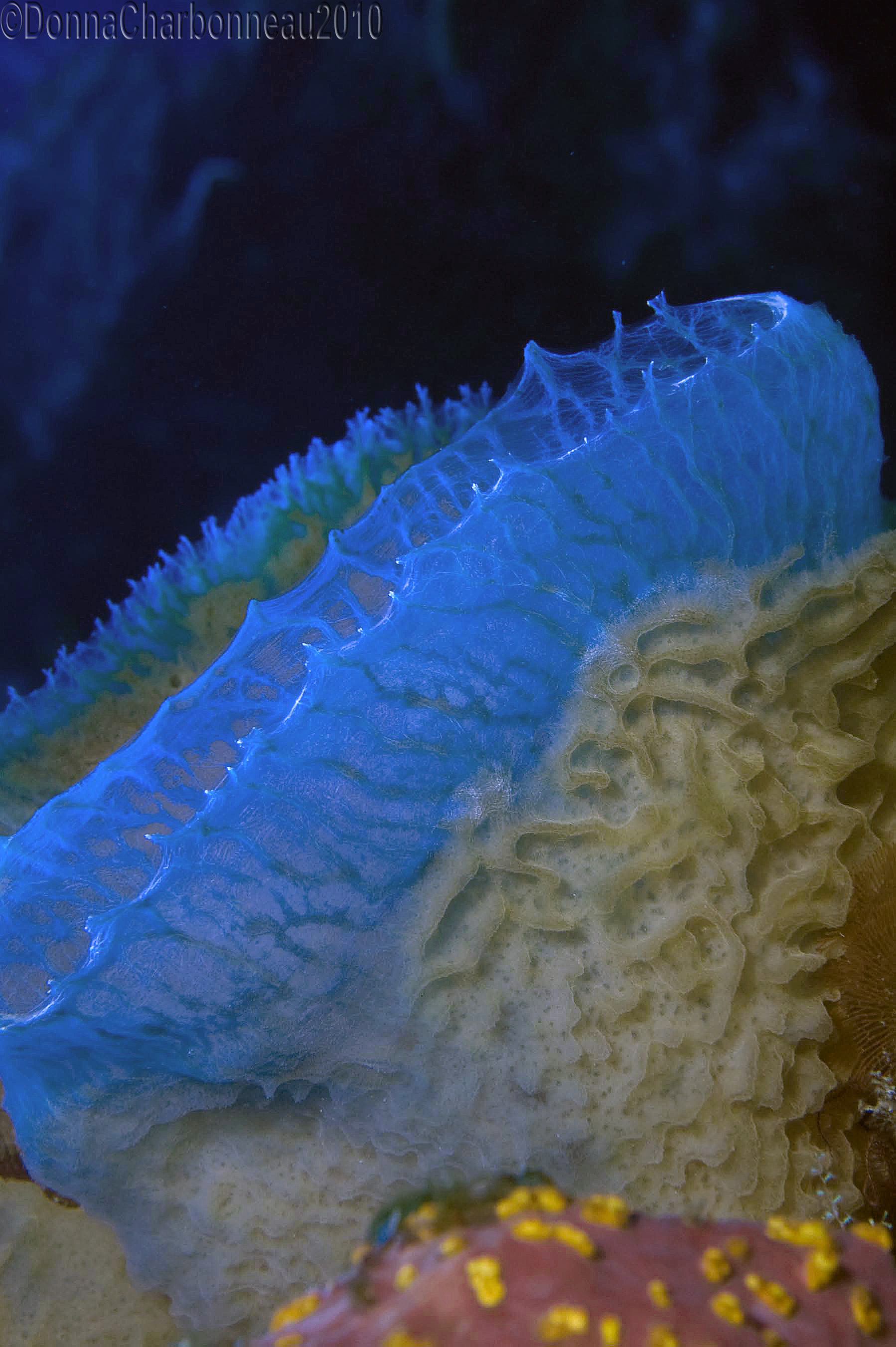 Azure Vase Sponge