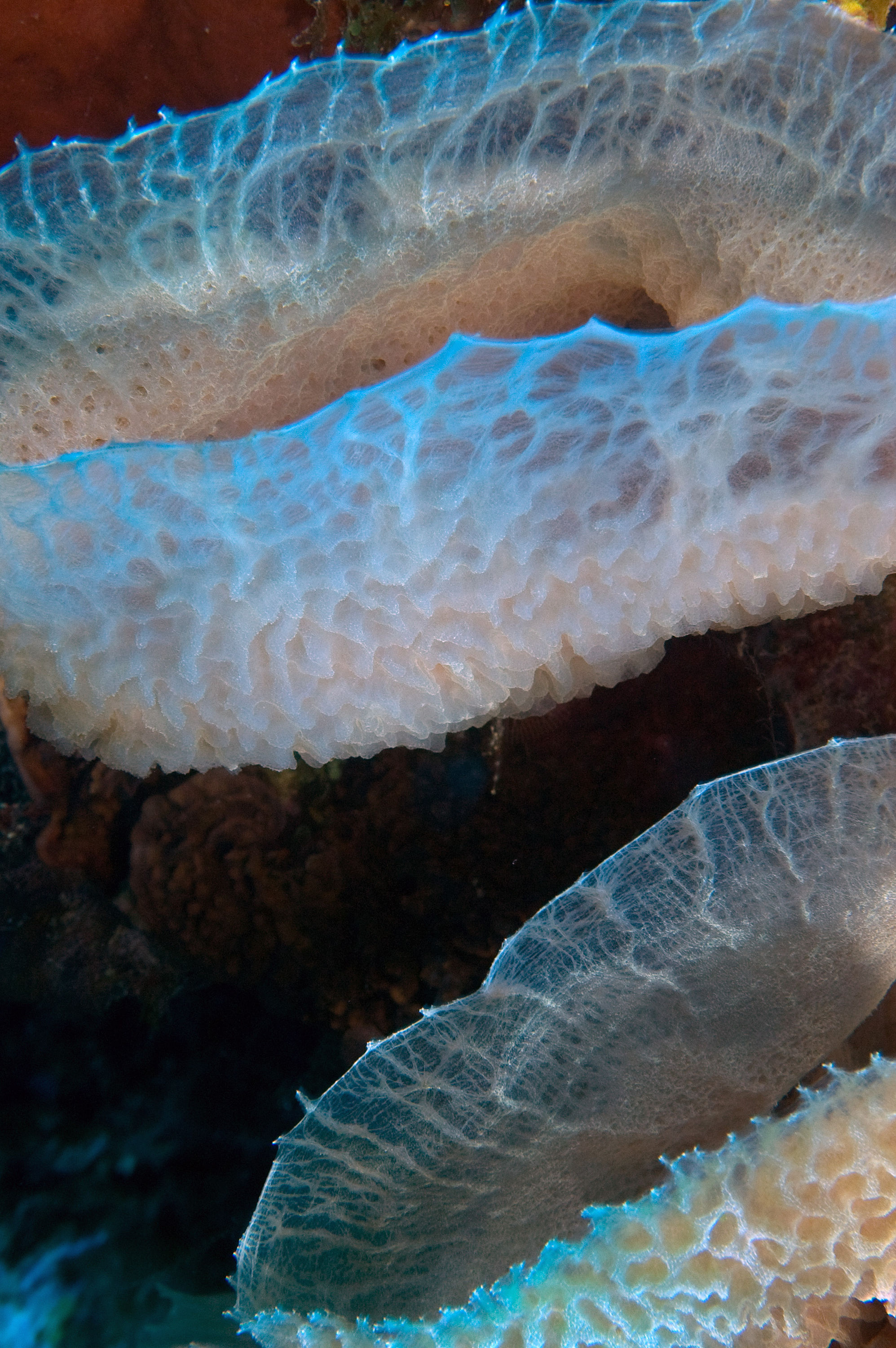 Azure Vase Sponges