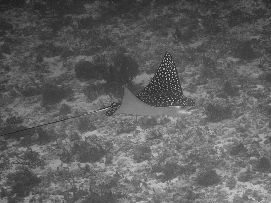 B&W Spotted Eagle Ray