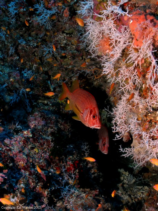 Baani Explorer Maldives 2005