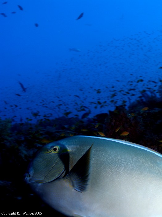 Baani Explorer Maldives 2005