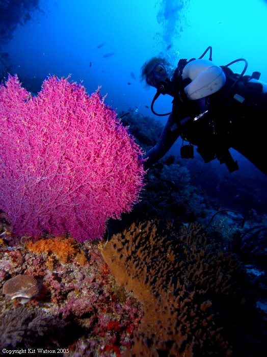 Baani Explorer Maldives 2005