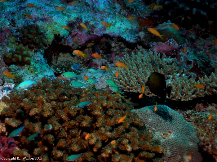 Baani Explorer Maldives 2005