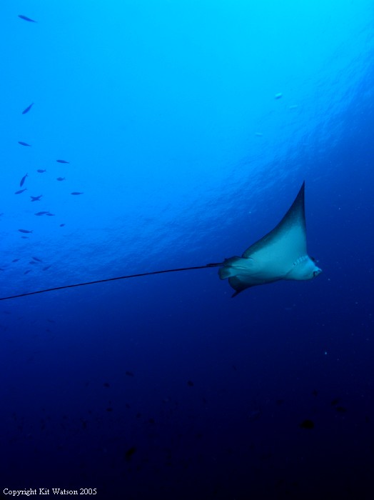 Baani Explorer Maldives 2005