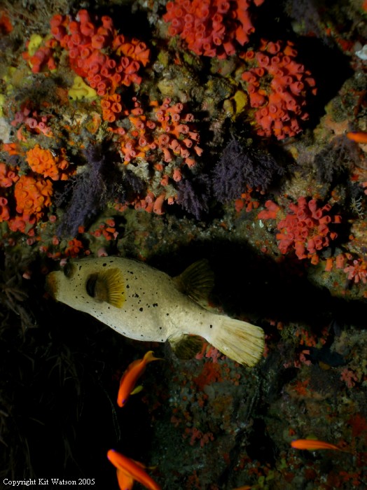 Baani Explorer Maldives 2005