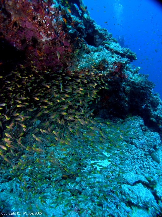 Baani Explorer Maldives 2005