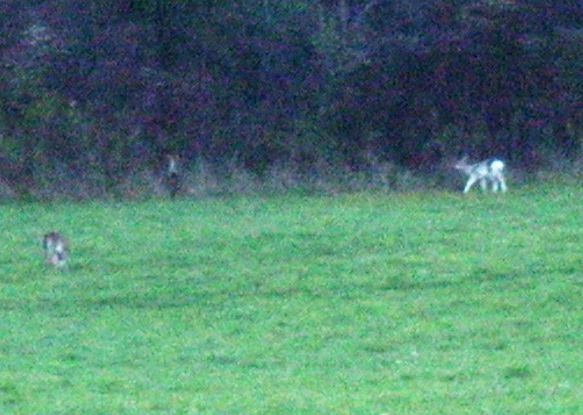 Baby albino deer